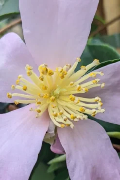 Maiden's Blush Camellia - 3 Gallon -Garden & Outdoors camellia sasanqua maiden blush 4