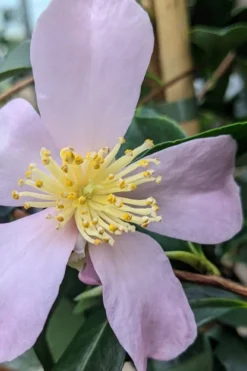 Maiden's Blush Camellia - 3 Gallon -Garden & Outdoors camellia sasanqua maiden blush 5