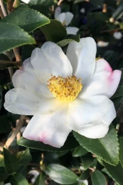 Survivor Cold Hardy White Camellia - 3 Gallon Pot -Garden & Outdoors camellia sasanqua sweet october 3