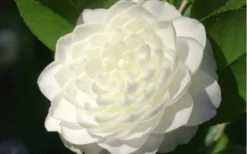 Sea Foam White Camellia Japonica - 1 Gallon Pot -Garden & Outdoors camellia sea foam 3