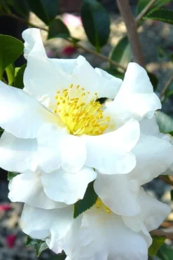 Setsugekka Fragrant Camellia Sasanqua - 7 Gallon Pot