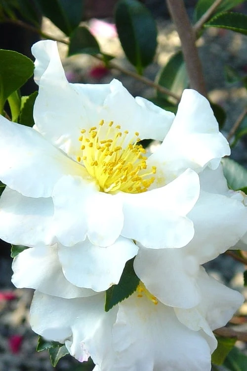 Setsugekka Fragrant Camellia Sasanqua - 7 Gallon Pot 1 Setsugekka Fragrant Camellia Sasanqua - 7 Gallon Pot