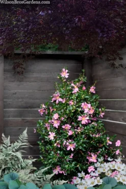 Slim 'N Trim Camellia - 1 Gallon Pot 7 Slim 'N Trim Camellia - 1 Gallon Pot -Garden & Outdoors camellia slim n trim 103