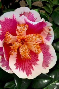 Spring Circus Camellia Japonica - 1 Gallon Pot