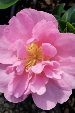 Taylors Perfection Pink Camellia Hybrid - 3 Gallon Pot -Garden & Outdoors camellia taylors perfection 5