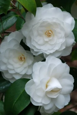 White By The Gate Camellia Japonica - 7 Gallon Pot -Garden & Outdoors camellia white by the gate 1