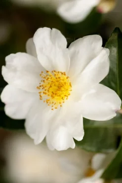 Winter's Cupid Camellia - 3 Gallon Pot -Garden & Outdoors camellia winters cupid 2