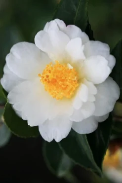 Winter's Cupid Camellia - 3 Gallon Pot -Garden & Outdoors camellia winters cupid 4