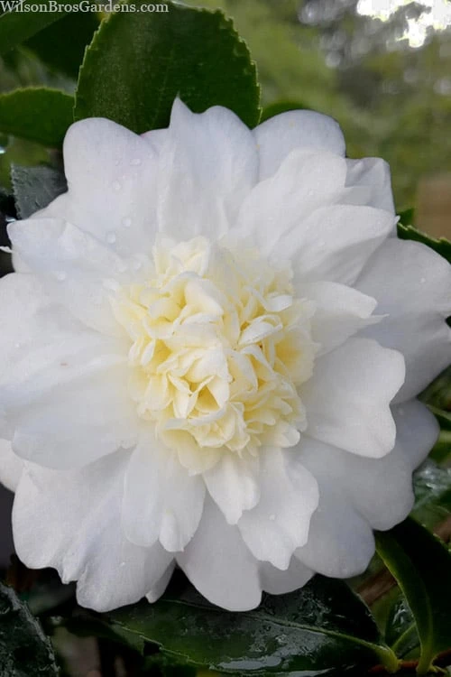 Winter's Snowman Camellia Hybrid - 3 Gallon Pot 1 Winter's Snowman Camellia Hybrid - 3 Gallon Pot