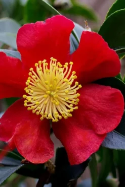 Yuletide Camellia Sasanqua - 6 Pack Of 1 Gallon Pots -Garden & Outdoors camellia yuletide best