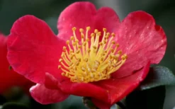Yuletide Camellia Sasanqua - 2.5 Quart Pot -Garden & Outdoors camellia yuletide flower closeup 1