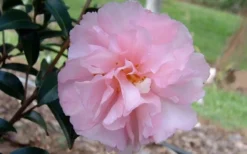 Cotton Candy Camellia Sasanqua - 1 Gallon Pot -Garden & Outdoors camelliacottoncandy