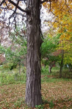 Shagbark Hickory Tree (Carya Ovata) - 3 Gallon Pot 15 Shagbark Hickory Tree (Carya Ovata) - 3 Gallon Pot -Garden & Outdoors carya ovata shagbark hickory tree 1