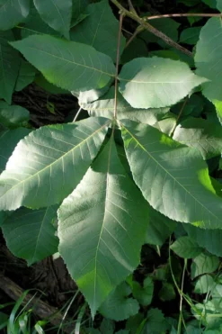 Shagbark Hickory Tree (Carya Ovata) - 3 Gallon Pot 14 Shagbark Hickory Tree (Carya Ovata) - 3 Gallon Pot -Garden & Outdoors carya ovata shagbark hickory tree leaves 3
