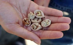 Shagbark Hickory Tree (Carya Ovata) - 3 Gallon Pot 13 Shagbark Hickory Tree (Carya Ovata) - 3 Gallon Pot -Garden & Outdoors carya ovata shagbark hickory tree nuts 4