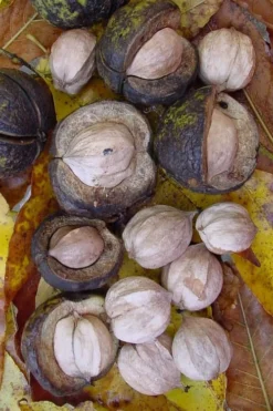 Shagbark Hickory Tree (Carya Ovata) - 3 Gallon Pot 16 Shagbark Hickory Tree (Carya Ovata) - 3 Gallon Pot -Garden & Outdoors carya ovata shagbark hickory tree nuts 5