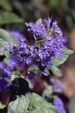 Dark Knight Blue Mist Shrub (Caryopteris) - 1 Gallon Pot -Garden & Outdoors caryopteris clandonensis dark knight blue mist shrub 1
