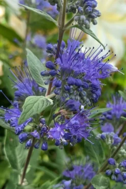 Dark Knight Blue Mist Shrub (Caryopteris) - 1 Gallon Pot -Garden & Outdoors caryopteris clandonensis dark knight blue mist shrub 3