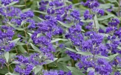 Dark Knight Blue Mist Shrub (Caryopteris) - 1 Gallon Pot -Garden & Outdoors caryopteris clandonensis dark knight blue mist shrub 7