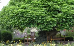Southern Catalpa Tree - 3 Gallon Pot -Garden & Outdoors catalpa bignonioides catawba tree 3