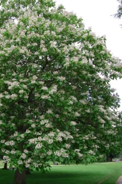 Southern Catalpa Tree - 3 Gallon Pot -Garden & Outdoors catalpa bignonioides catawba tree 5