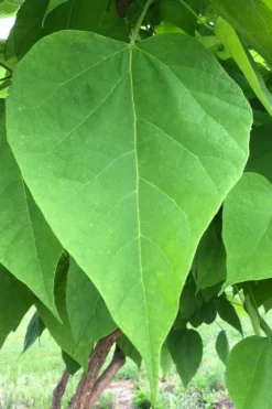Southern Catalpa Tree - 3 Gallon Pot -Garden & Outdoors catalpa bignonioides southern catawba tree 8
