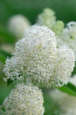 New Jersey Tea Plant (Ceanothus Americanus) - 3 Gallon Pot -Garden & Outdoors ceanothus americanus new jersey tea plant 12 1