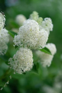 New Jersey Tea Plant (Ceanothus Americanus) - 1 Gallon Pot -Garden & Outdoors ceanothus americanus new jersey tea plant 13