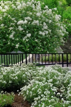 New Jersey Tea Plant (Ceanothus Americanus) - 3 Gallon Pot -Garden & Outdoors ceanothus americanus new jersey tea plant 14 1