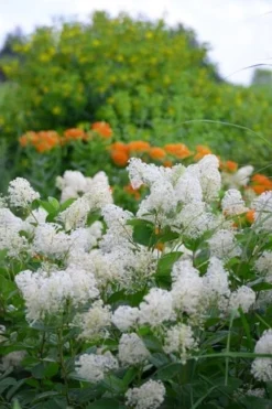 New Jersey Tea Plant (Ceanothus Americanus) - 3 Gallon Pot -Garden & Outdoors ceanothus americanus new jersey tea plant 16 1