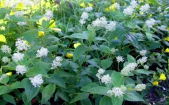 New Jersey Tea Plant (Ceanothus Americanus) - 3 Gallon Pot -Garden & Outdoors ceanothus americanus new jersey tea plant 9 1