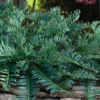 Creeping Japanese Plum Yew (Cephalotaxus Harringtonia 'Prostrata') - 6 Pack Of 1 Gallon Pots