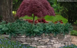 Creeping Japanese Plum Yew (Cephalotaxus Harringtonia 'Prostrata') - 6 Pack Of 1 Gallon Pots -Garden & Outdoors cephalotaxus harringtonia prostrata creeping japanese yew 33