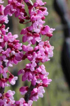 Traveller Weeping Redbud Tree - 7 Gallon Pot -Garden & Outdoors cercis canadensis travelers pink weeping redbud 6