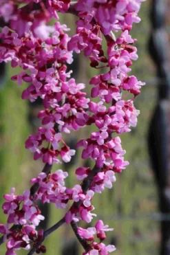 Traveller Weeping Redbud Tree - 7 Gallon Pot -Garden & Outdoors cercis canadensis travelers pink weeping redbud 7
