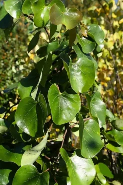 Traveller Weeping Redbud Tree - 7 Gallon Pot -Garden & Outdoors cercis canadensis travelers pink weeping redbud 8