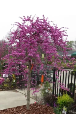 Traveller Weeping Redbud Tree - 7 Gallon Pot