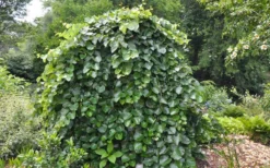 Traveller Weeping Redbud Tree - 7 Gallon Pot -Garden & Outdoors cercis canadensis travellers pink weeping redbud 4