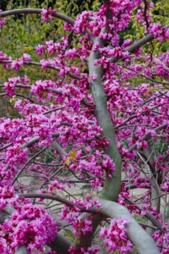 Traveller Weeping Redbud Tree - 7 Gallon Pot -Garden & Outdoors cercis canadensis travellers pink weeping redbud 5