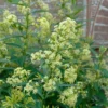 Chilean Hardy Willow Jessamine (Cestrum Parqui) - 2 Pack Of Quart Pots