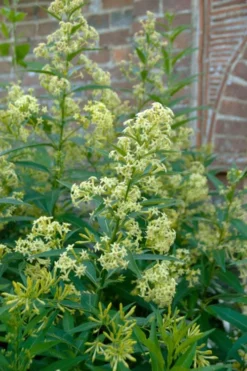 Chilean Hardy Willow Jessamine (Cestrum Parqui) - 2 Pack Of Quart Pots