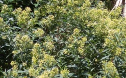 Chilean Hardy Willow Jessamine (Cestrum Parqui) - 2 Pack Of Quart Pots 11 Chilean Hardy Willow Jessamine (Cestrum Parqui) - 2 Pack Of Quart Pots -Garden & Outdoors cestrum parqui chilean hardy willow jessamine 6