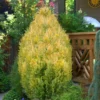 Golden Surprise Lawson Cypress - 2 Gallon Pot