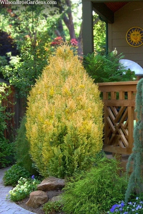 Golden Surprise Lawson Cypress - 2 Gallon Pot 1 Golden Surprise Lawson Cypress - 2 Gallon Pot
