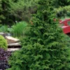 Koster Hinoki Cypress - 1 Gallon Pot