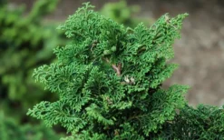 Koster Hinoki Cypress - 1 Gallon Pot -Garden & Outdoors chamaecyparis obtusa kosteri hinoki cypress 2