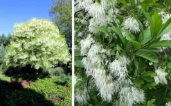 Grancy Graybeard - White Fringe Tree - 7 Gallon Pot (3-4') -Garden & Outdoors chionanthus virginicus grancy greybeard single stem tree 1