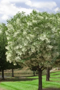 Grancy Graybeard - White Fringe Tree - 7 Gallon Pot (3-4') -Garden & Outdoors chionanthus virginicus grancy greybeard single stem tree 2