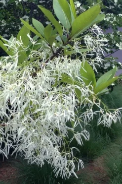 Spring Fleecing Fringe Tree (Chionanthus Virginicus) - 7 Gallon Pot (4-5') -Garden & Outdoors chionanthus virginicus spring fleecing fringe tree 1