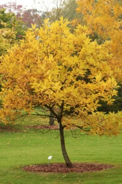 Spring Fleecing Fringe Tree (Chionanthus Virginicus) - 7 Gallon Pot (4-5') -Garden & Outdoors chionanthus virginicus spring fleecing fringe tree 2